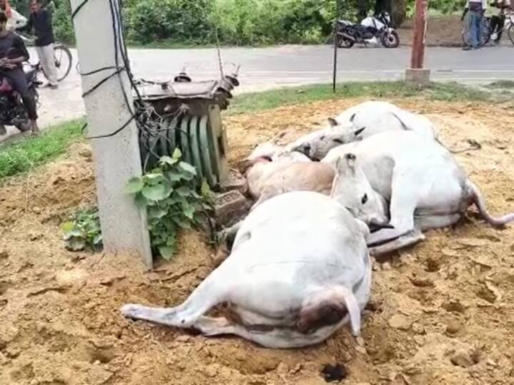 Ayodhya Rudauli 5 cows death due to negligence of electricity department sticking in a transformer kept on ground ann Ayodhya News: विद्युत विभाग की लापरवाही से गई 5 गायों की जान, जमीन पर रखे ट्रांसफार्मर में चिपक कर हुई मौत