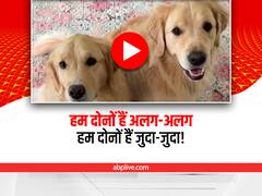 Watch: एक पूरब तो एक पश्चिम, ये गोल्डन रिट्रीवर कुत्ते एक दूसरे से हैं एकदम अलग, वीडियो हुआ वायरल