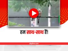Watch: भयंकर तूफान में एक दूसरे का साथ निभाते दो पक्षियों का वीडियो वायरल, यूजर्स को दिखाया आईना