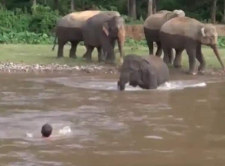 Elephant saved drowning man video goes viral on social media marathi news updates Viral : हाथी मेरे साथी! पाण्यात बुडणाऱ्या व्यक्तीसाठी देवदूत बनला हत्ती, पाहा कसा वाचवला जीव