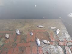 Delhi News: नजफगढ़ के तालाब में मिलीं मरी हुई मछलियां, स्थानीय लोग बोले- हमने पहले ऐसा कभी नहीं देखा