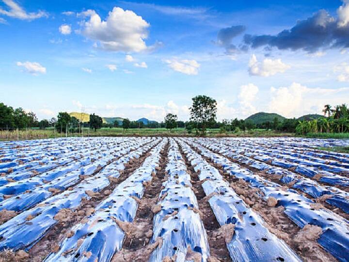 Agriculture Update: खेतों को बंजर बना सकती है सस्ती मल्चिंग, जानें कैसे किसानों के साथ इंसान भी झेल रहे हैं नुकसान Usage of Cheap mulching in agriculture is harmful for soil and human health Agriculture Update: खेतों को बंजर बना सकती है सस्ती मल्चिंग, जानें कैसे किसानों के साथ इंसान भी झेल रहे हैं नुकसान