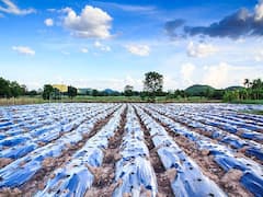Agriculture Update: खेतों को बंजर बना सकती है सस्ती मल्चिंग, जानें कैसे किसानों के साथ इंसान भी झेल रहे हैं नुकसान