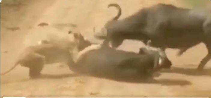 The lion reached to attack during the ongoing battle between the buffaloes, see what happened to the king of the forest in the video? ਮੱਝਾਂ ਵਿਚਾਲੇ ਚੱਲ ਰਹੀ ਲੜਾਈ ਦੌਰਾਨ ਹਮਲਾ ਕਰਨ ਪਹੁੰਚ ਗਿਆ ਸ਼ੇਰ, ਦੇਖੋ ਵੀਡੀਓ 'ਚ ਜੰਗਲ ਦੇ ਰਾਜੇ ਨਾਲ ਕੀ ਹੋਇਆ?