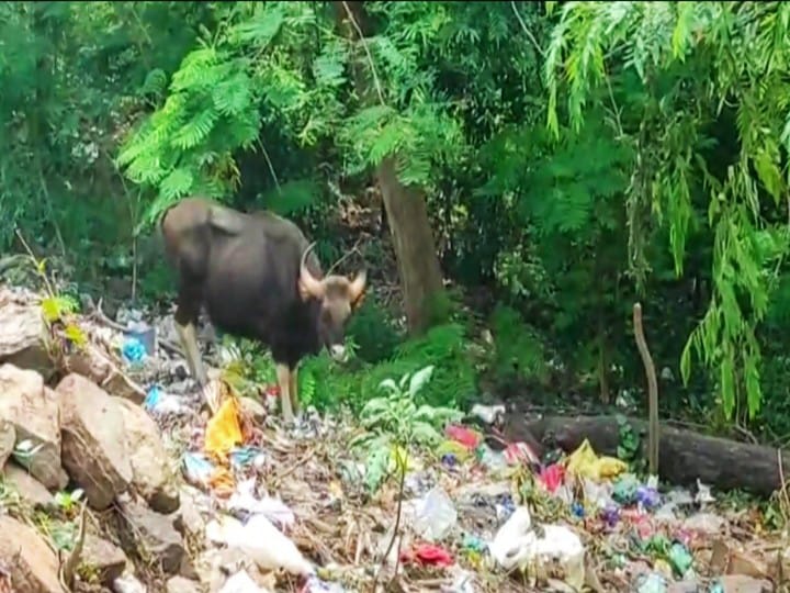 மதுரை : அழகர்கோயிலில் குவிந்து கிடக்கும் பிளாஸ்டிக் கழிவுகளை உண்ணும் காட்டெருமை.. வீடியோ..