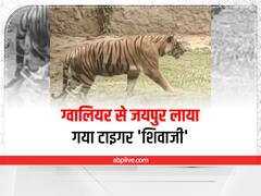 Jaipur News: ग्वालियर से पिंक सिटी लाया गया टाइगर 'शिवाजी', जयपुर से इन जानवरों को भेजा गया