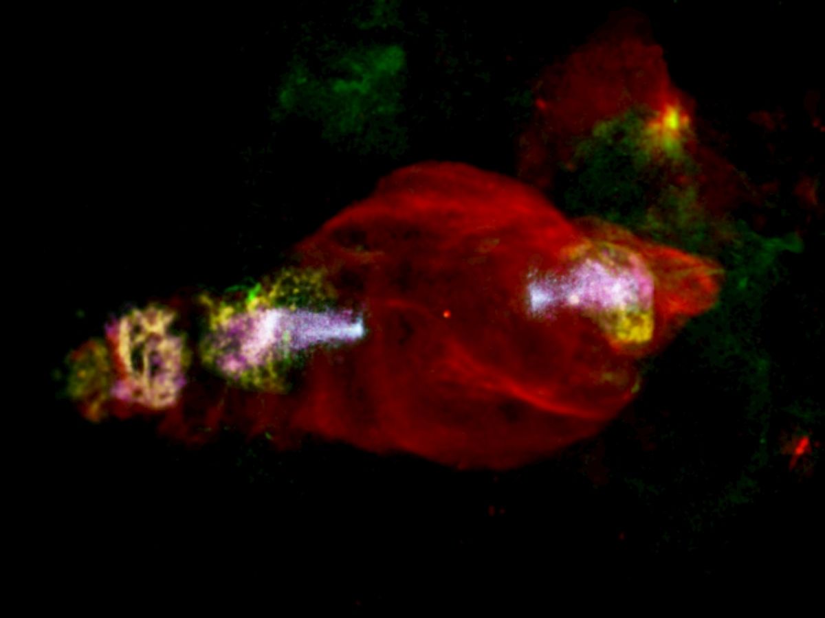 Manatee Nebula X-rayed by ESA's XMM-Newton