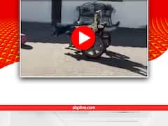 Viral: विकलांग कुत्तों को मिली नई ज़िंदगी! दिल छू जाएगा ये वीडियो