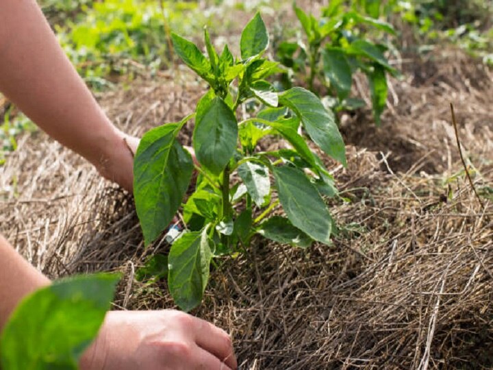 Agriculture Update: खेतों को बंजर बना सकती है सस्ती मल्चिंग, जानें कैसे किसानों के साथ इंसान भी झेल रहे हैं नुकसान