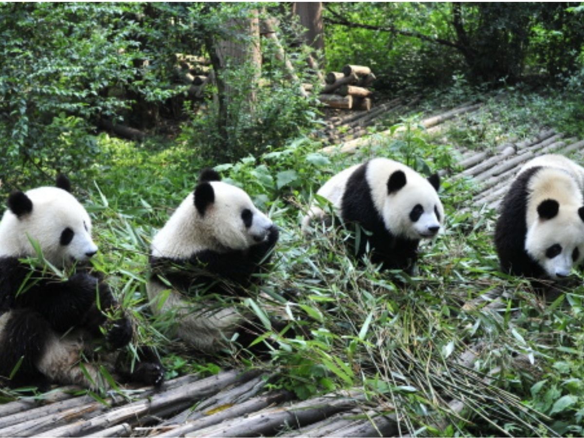 Pandas evolved their most perplexing feature at least 6 million years ago