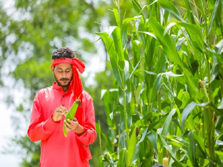 Crop Management: कहीं मक्का की फसल को बर्बाद न कर दें खरपतवार, यहां जानें इसके नियंत्रण का सही तरीका