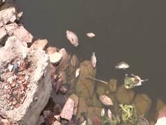 Delhi News: नजफगढ़ के तालाब में मिलीं मरी हुई मछलियां, स्थानीय लोग बोले- हमने पहले ऐसा कभी नहीं देखा