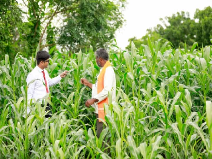 Controlling measures and precaution for weed management in maize crop Corn Crop Crop Management: कहीं मक्का की फसल को बर्बाद न कर दें खरपतवार, यहां जानें इसके नियंत्रण का सही तरीका