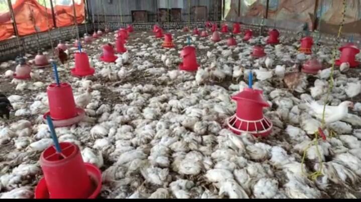 Heavy rains hit poultry business killed 4500 chickens in Arvi taluka in Wardha district जोरदार पावसाचा कुक्कुटपालन व्यवसायाला फटका, आर्वी तालुक्यात 4 हजार 500 कोंबड्यांचा मृत्यू