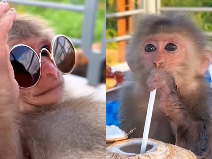 monkey drinks coconut water with straw and wear goggles video viral on social media Watch: स्ट्रॉ से पीता है नारियल पानी और आंखों पर लगाता है चश्मा, निराला है ये बंदर