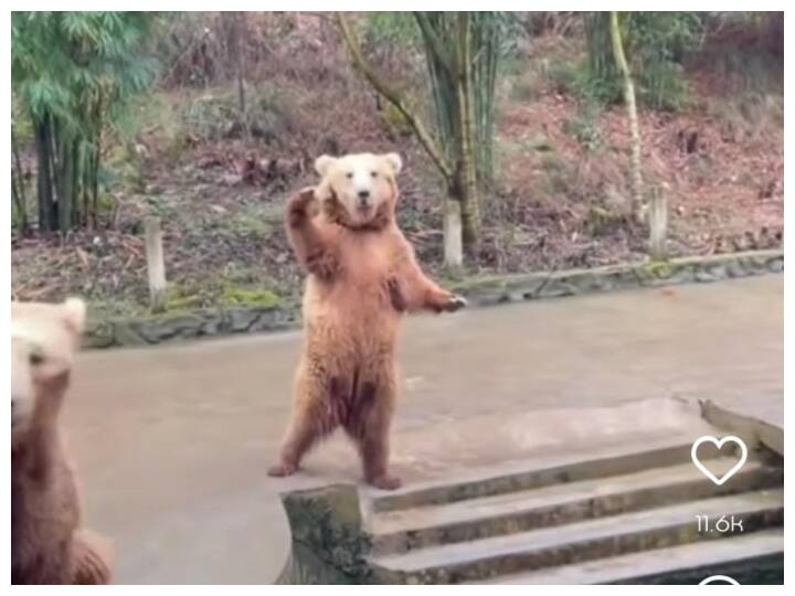 bear making such gestures, as if he is telling that give me, I am here. video viral on social media Funny Video: भालू को इशारे करते देख यूजर्स की छूटी हंसी, बहुत क्यूट है ये वीडियो