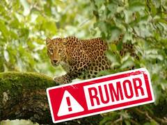 விழுப்புரத்தில் சிறுத்தை  நடமாட்டமா..?; பரவிய வதந்தியால் பீதி வேண்டாமென வனத்துறை அறிவுறுத்தல்