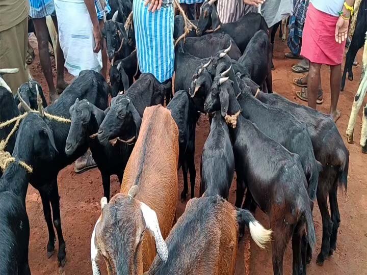 வேடசந்தூர்: பக்ரீத்தை  முன்னிட்டு நடந்த ஆட்டுச் சந்தையில் ரூ. 2 கோடிக்கு ஆடுகள் விற்பனை - வியாபாரிகள் மகிழ்ச்சி