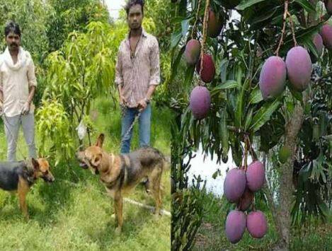 Mangoes Costing: ਇਨ੍ਹਾਂ ਅੰਬਾਂ ਦੀ ਕੀਮਤ 2.7 ਲੱਖ ਰੁਪਏ ਪ੍ਰਤੀ ਕਿਲੋ, ਸੁਰੱਖਿਆ ਲਈ ਲਗਾਏ ਗਏ ਕੁੱਤੇ Mangoes costing Rs 2.7 lakh per kg, dogs have to be installed for safety Mangoes Costing: ਇਨ੍ਹਾਂ ਅੰਬਾਂ ਦੀ ਕੀਮਤ 2.7 ਲੱਖ ਰੁਪਏ ਪ੍ਰਤੀ ਕਿਲੋ, ਸੁਰੱਖਿਆ ਲਈ ਲਗਾਏ ਗਏ ਕੁੱਤੇ
