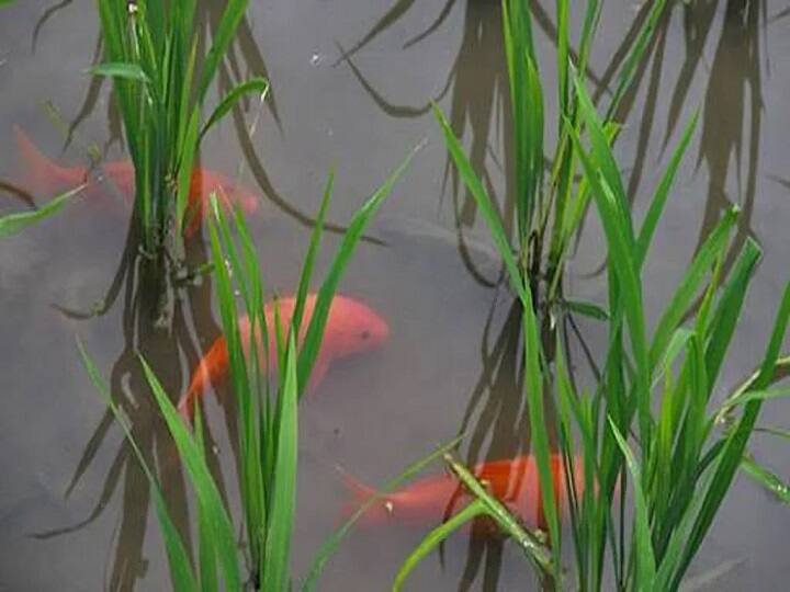 Integrated Farming: पैसा ही पैसा बरसेगा, बस धान की खेती के साथ कर लें एक आसान काम