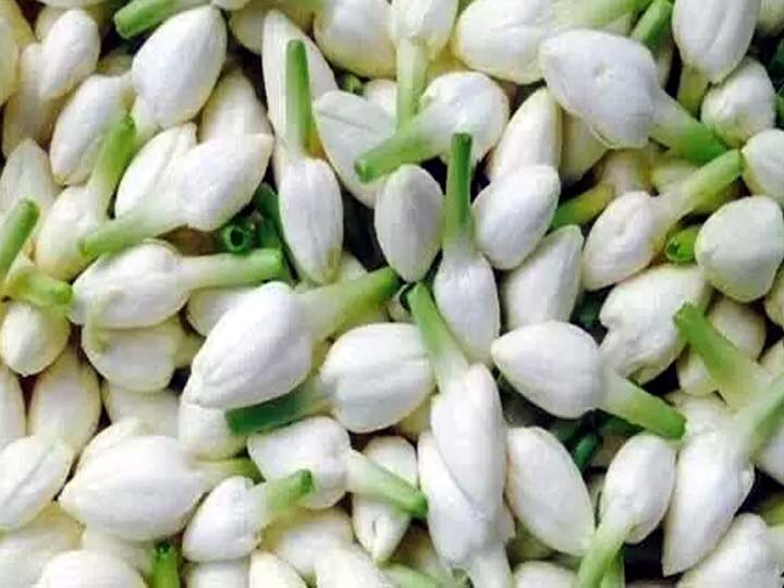 தேனி: விற்பனையாகாமல் தேங்கிய மல்லிகை பூக்கள்.. செண்ட் தொழிற்சாலைக்கு அனுப்பிவைப்பு..