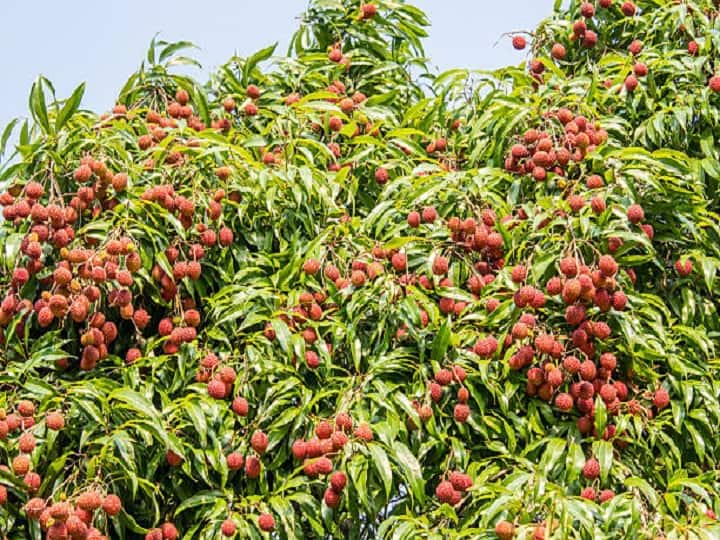 Litchi Farming: रातोंरात मालामाल बना देंगे लीची के बाग, इस खास तरीके से करें खेती