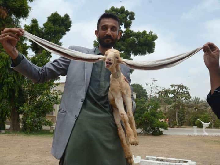 Pakistan New Media Star One month Old Baby Goat Simba 54-Cm-Long Ears photos Viral
