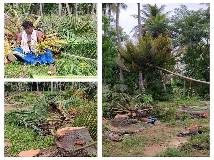 Thanjavur Farmer feels disheartened after cutting his own coconut trees in Tanjore தஞ்சை: தொடர் விலைவீழ்ச்சி! 143 தென்னை மரங்களை கண்ணீரோடு வெட்டி சாய்த்த விவசாயி!