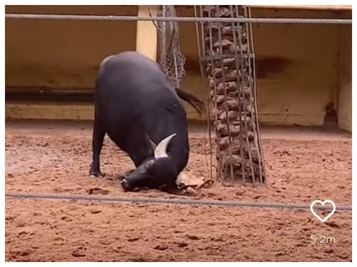 Viral Video: इंटरनेट पर हो रही है इस भैंस की चर्चा, वीडियो देखकर समझ जाएंगे क्यों buffalo is successful in helping the tortoise video viral on social media Viral Video: इंटरनेट पर हो रही है इस भैंस की चर्चा, वीडियो देखकर समझ जाएंगे क्यों