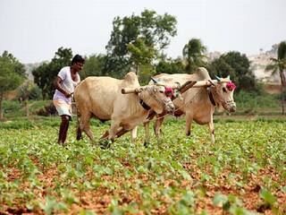 Farming : सोयाबिन उगवलेच नाही, नागपूर जिल्ह्यात 59 टक्केच पेरण्या