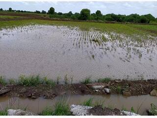 Marathwada: मराठवाड्यातील दुबार पेरणीचे संकट टळले; पहा कोणत्या जिल्ह्यात किती पाऊस