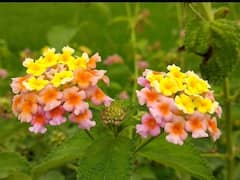 Lantana Camara Plant : సైంటిస్టులను భయపెడుతోన్న తలంబ్రాలు చెట్టు