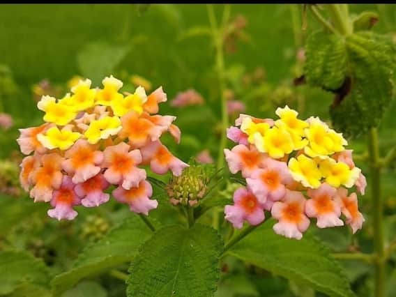 Lantana Camara Plant : సైంటిస్టులను భయపెడుతోన్న తలంబ్రాలు చెట్టు