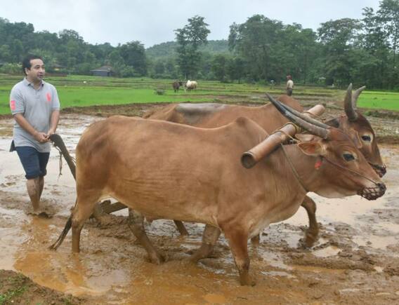 नितेश राणे रमले शेतात; भात लावणी केली, बांधावर न्याहरीही केली