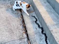 Watch: सांप को छूने जा रही थी ये नादान बिल्ली, अचानक हुआ कुछ ऐसा