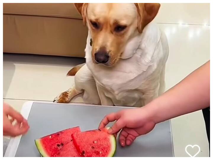 Watch: कुत्ते को दिया तरबूज का इतना छोटा पीस, गुस्से में हो गया लाल dog giving weird reaction after getting very small piece of watermelon while others are having big ones video viral on social media Watch: कुत्ते को दिया तरबूज का इतना छोटा पीस, गुस्से में हो गया लाल