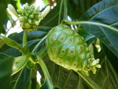 Noni Farming: कलयुग की 'संजीवनी' उगाकर कमायें बंपर पैसा, व्यावसायिक खेती और प्रोसेसिंग से मिलेगा डबल मुनाफा