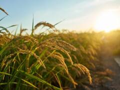 Schemes for Farmers: किसानों के लिए बड़े काम की हैं यह सरकारी योजनाएं, जानें सभी योजना के डिटेल्स