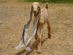 This Baby Goat In Pakistan Has Strikingly Long Ears. See Photos