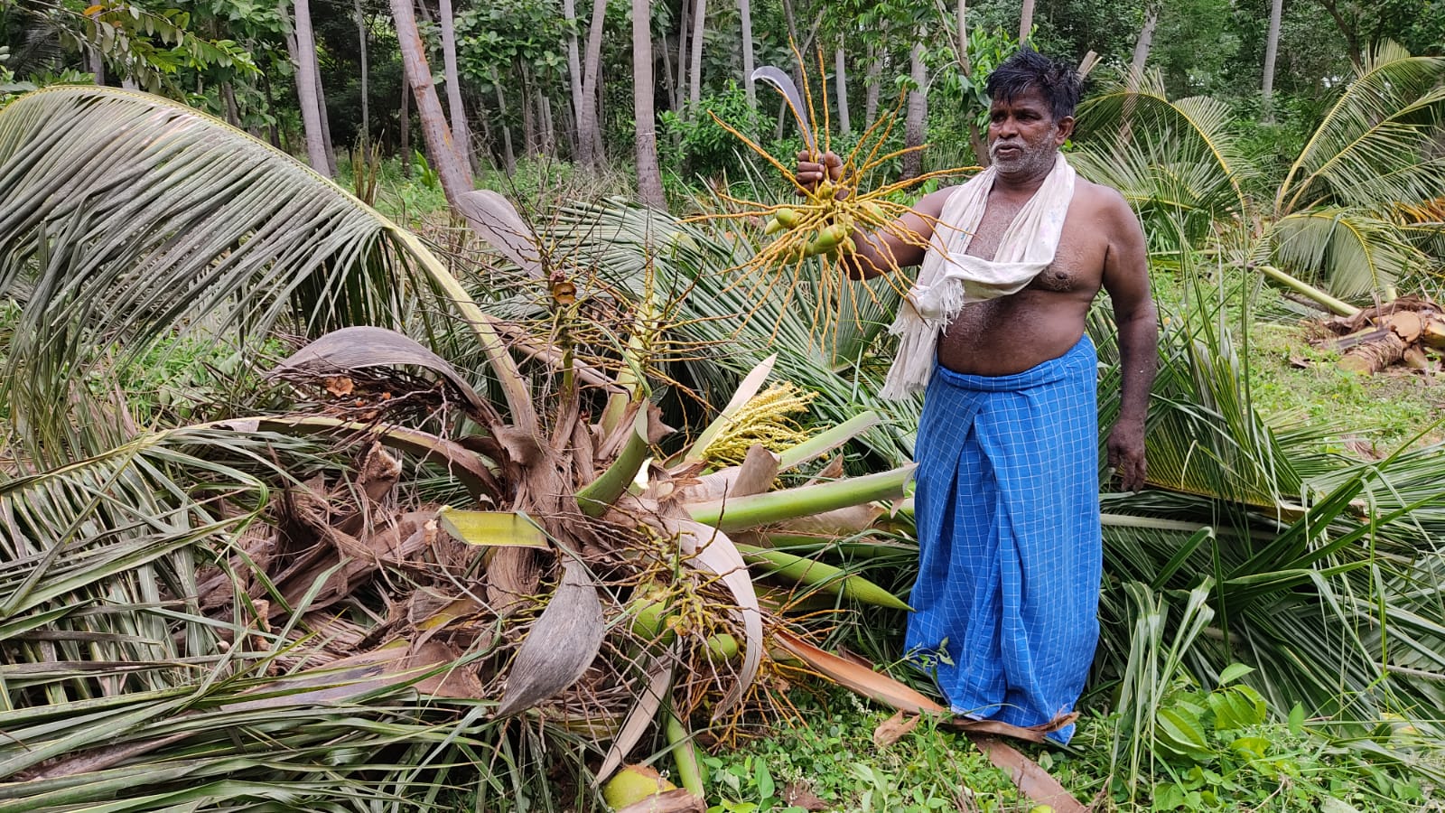 தஞ்சை: தொடர் விலைவீழ்ச்சி! 143 தென்னை மரங்களை கண்ணீரோடு வெட்டி சாய்த்த விவசாயி!