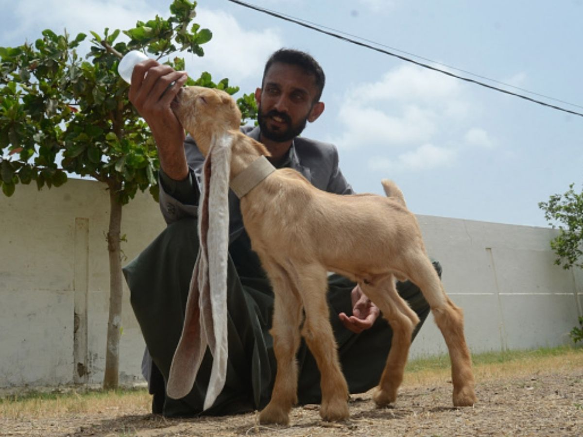 Simba's owner Muhammad Hassan Narejo feeds the goat in Karachi. Photo: Getty