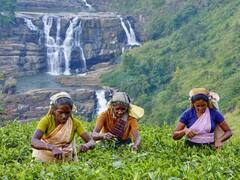 Sri Lanka's Tea production risk: இலங்கையில் தேயிலை உற்பத்தி துறை வீழ்ச்சி அடையும் அபாயம்; 10 லட்சம் பேர் வேலையிழக்க வாய்ப்பு