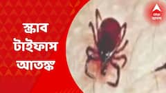 Kolkata: কলকাতায় ফিরল স্ক্রাব টাইফাসের আতঙ্ক, বাড়ছে আক্রান্ত। Bangla ‌News