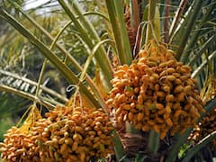 Date Palm Farming: कम बारिश वाले इलाकों में बेहतरीन उत्पादन देगी खजूर की ये 5 किस्में, यहां जानें इनकी खास बातें
