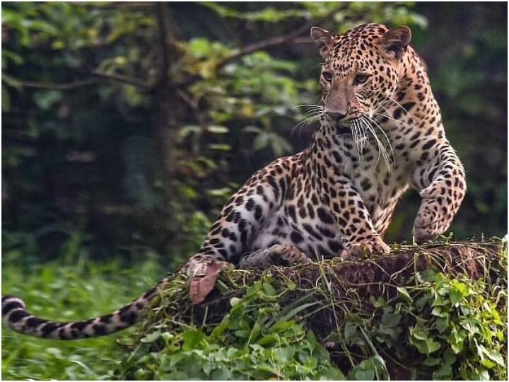 Female Leopard Rescued in Nashik by Maharashtra Forest Department He Will Be Released in Forest Soon Nashik Leopard Rescue: महाराष्ट्र वन विभाग टीम ने तेंदुए का किया रेस्क्यू, जल्द जंगल में छोड़ा जाएगा