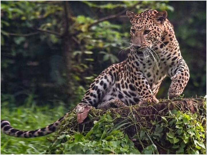 Kuno National Park plan of leopard being brought from South Africa and Namibia postponed ANN Kuno National Park: दक्षिण अफ्रीका और नामीबिया से लाए जा रहे चीतों का प्लान टला, करना होगा और दो हफ्ते इंतजार