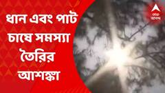 Crop Problem: বৃষ্টির ঘাটতি ক্রমেই বেড়ে চলেছে দক্ষিণবঙ্গে। ধান এবং পাট চাষে সমস্যা তৈরি হতে পারে বলে আশঙ্কা। Bangla News