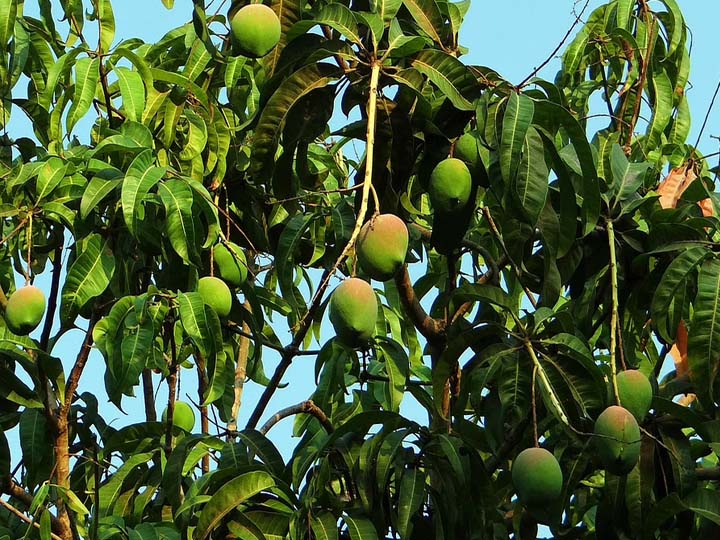 பெரியகுளம் மாங்காய் வரலாறு காணாத விலை வீழ்ச்சி; விவசாயிகளும், வியாபாரிகளும் கவலை