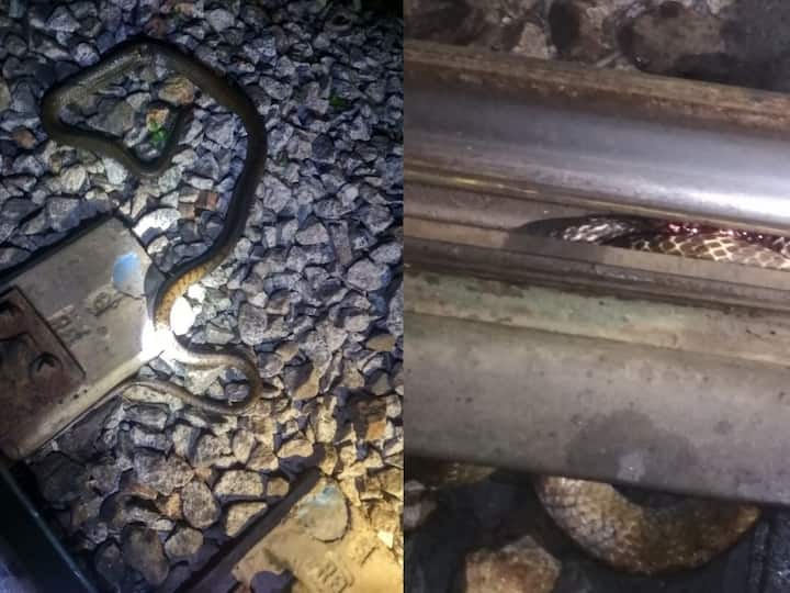 Trains Halted for 30 minutes in Puttur as Snake Strucked in Railway Track Snake in Railway Track: ట్రైన్‌ను ఆపేసిన పాము-అరగంట పాటు రాకపోకలు బంద్, పుత్తూరులో వింత ఘటన