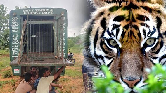 Cage For Kakinada Bengal Tiger: అనకాపల్లిలో పెద్దపులిని బంధించేందుకు బోను సిద్ధం చేసిన అధికారులు